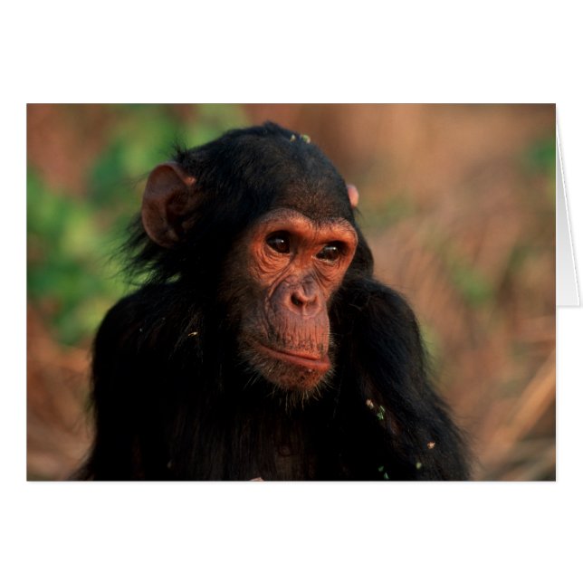 África, África oriental, Tanzania (Anverso (Horizontal))