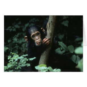 África, África Oriental, Tanzania, Parque Nacional