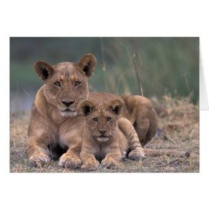 África, Botsuana, Delta del Okavango. Leones
