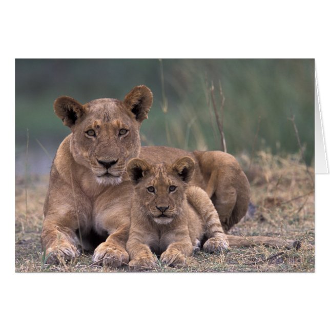 África, Botsuana, Delta del Okavango. Leones (Anverso (Horizontal))