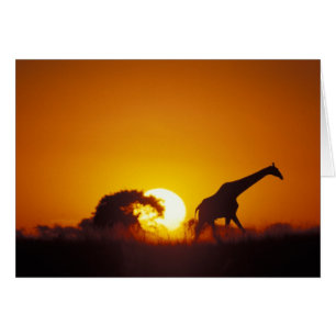 África, Botsuana, Parque Nacional Chobe, Jirafa 2