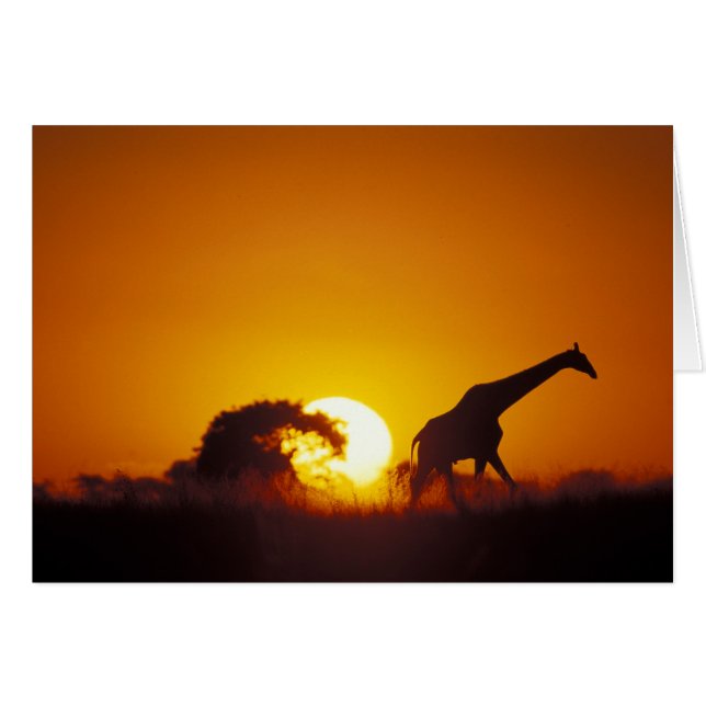 África, Botsuana, Parque Nacional Chobe, Jirafa 2 (Anverso (Horizontal))