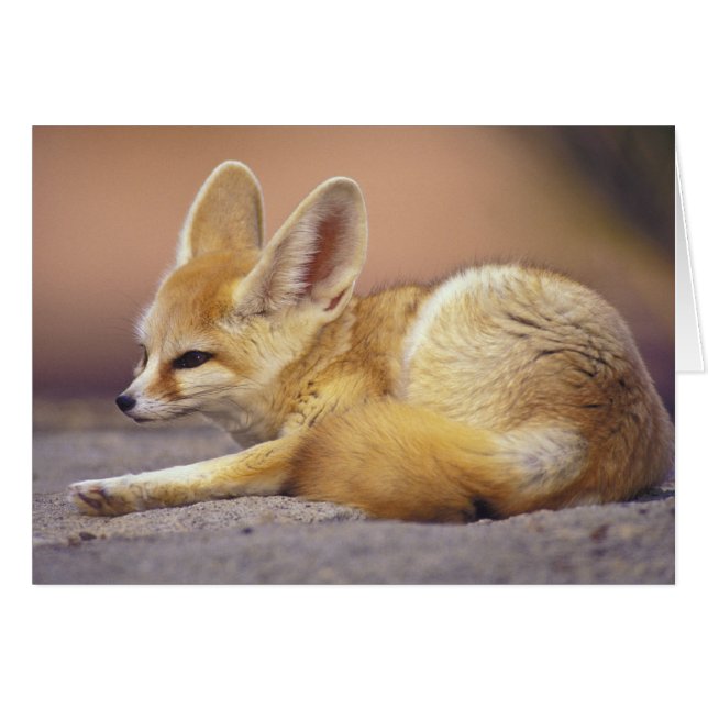 África del Norte. Fennec Fennecus zerda) (Anverso (Horizontal))
