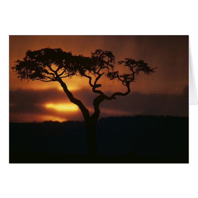 África, Kenia, la reserva de caza Masai Mara, el e (Anverso (Horizontal))