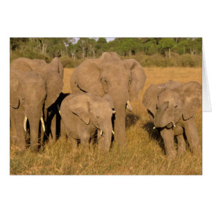 África, Kenia, Masai Mara. Elefante africano