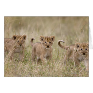 'Africa, Kenia, Masai Mara Game Reserve'