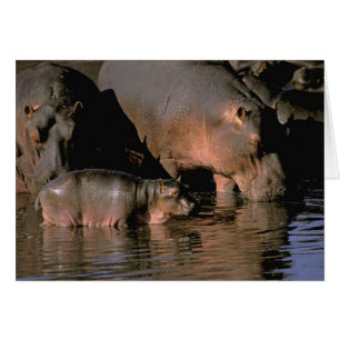 África, Kenia, Masai Mara. Hipopótamos comunes