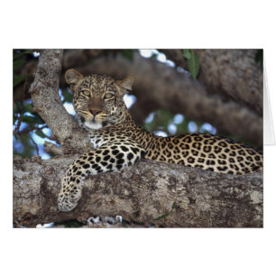África. Kenia. Masai Mara. Leopardo (Panthera