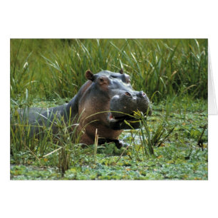África, Kenia, Masai Mara NR. Una madre hipopótamo