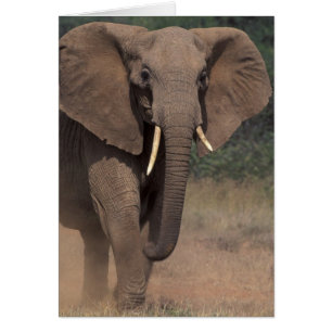 África, Kenia, Nanyuki, Mpala. Elefante africano.