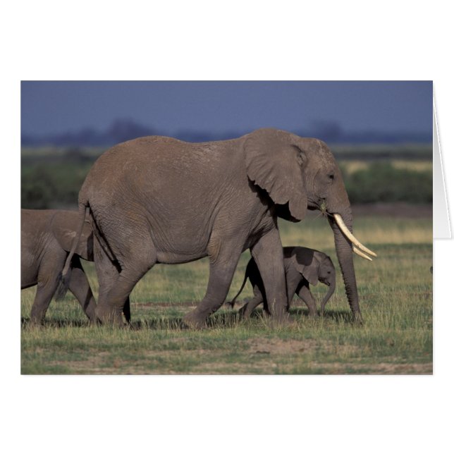 África, Kenia, Parque Nacional Amboseli. Africano  (Anverso (Horizontal))