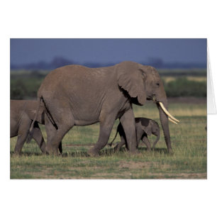África, Kenia, Parque Nacional de Amboseli. Africa