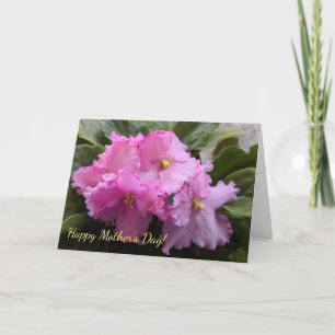 África rosa viola la tarjeta del día de la madre
