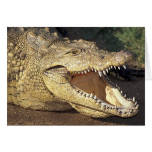 África, Sudáfrica, cocodrilo del Nilo