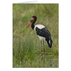 África. Tanzania. Cigüeña Silla de Silla macho