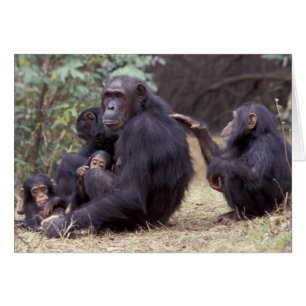 África, Tanzania, Gombe NP hembra infantil