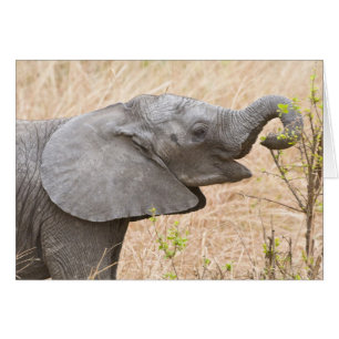 África. Tanzania. Joven elefante en Tarangire