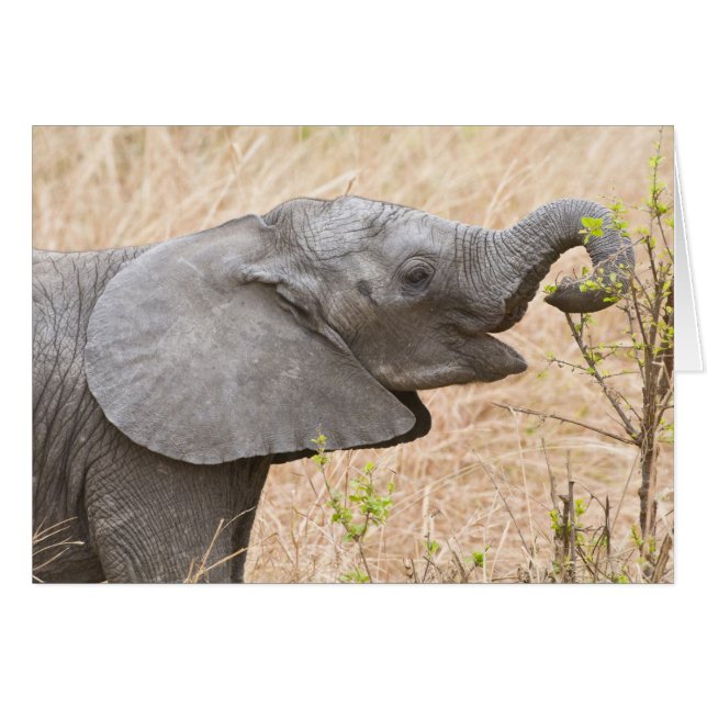 África. Tanzania. Joven elefante en Tarangire (Anverso (Horizontal))