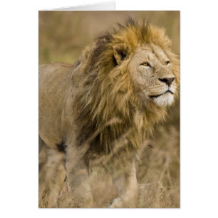 África. Tanzania. León macho en Ngorongoro