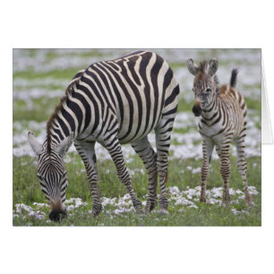 África. Tanzania. Madre y cría de cebra