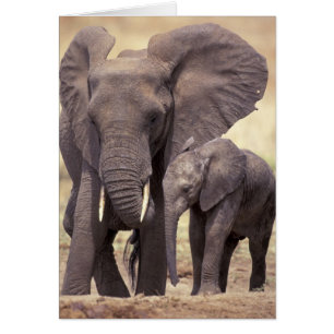 África, Tanzania, Parque Nacional Tarangire. 2