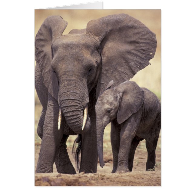 África, Tanzania, Parque Nacional Tarangire. 2 (Frente)