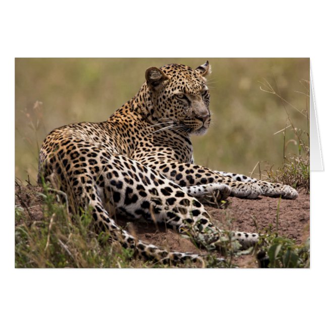 África, Tanzania, Serengeti. Leopardo (Anverso (Horizontal))