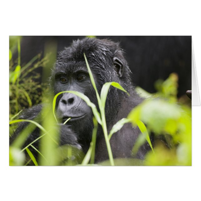 África Uganda, Bwindi (Anverso (Horizontal))