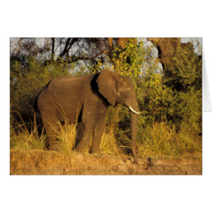 África, Zimbabue, Parque Nacional Cataratas Victor