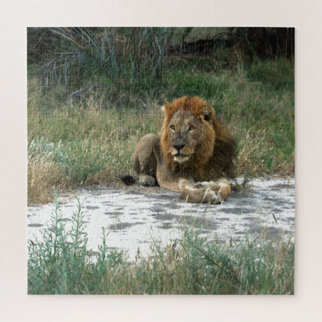 African Lion 20 x 20 Jigsaw Puzzle (Vertical)