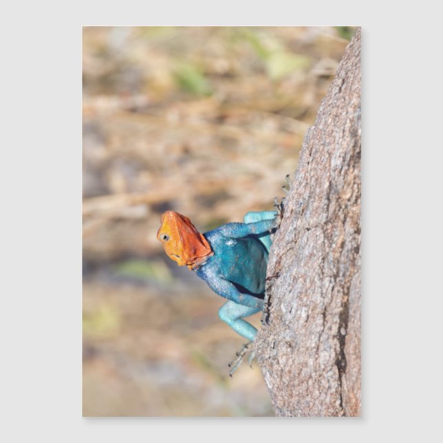 Agama común (Anverso)