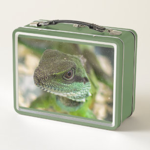 Agama, lagarto