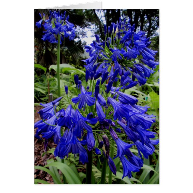 Agapanthus (Frente)