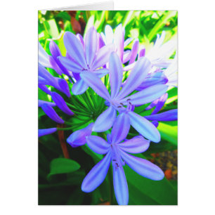 Agapanthus glorioso - tarjeta de regalo