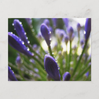 Agapanthus Lluvia Postales De Macro