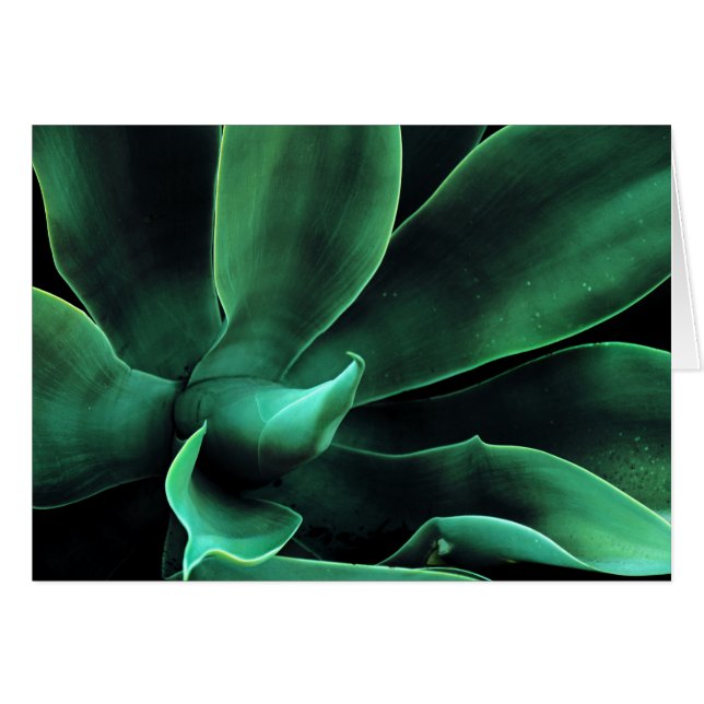 Agave Attenuata (Anverso (Horizontal))