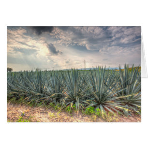 Agave azul