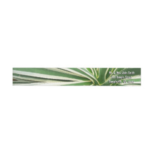 Agave Plant Green y White Strike