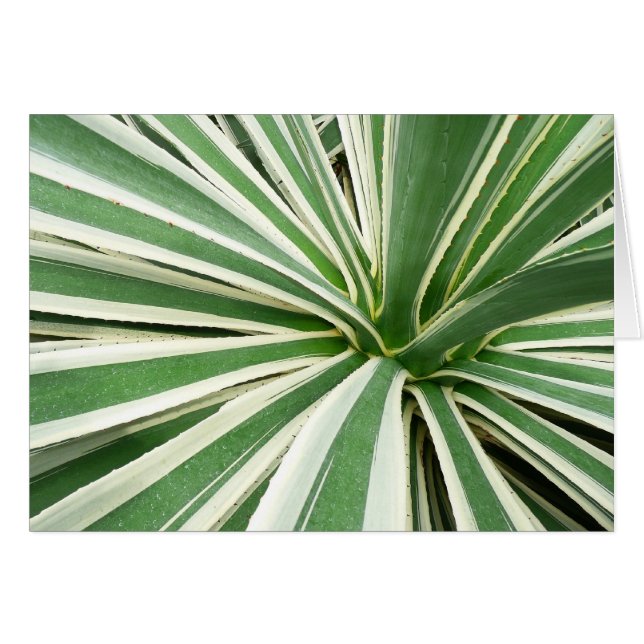 Agave Plant Green y White Strike (Anverso (Horizontal))