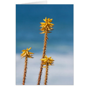Agave y Océano