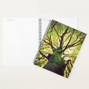 Agenda Abrazo de árbol