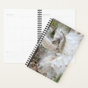 Agenda Abrir Pods Milkweed Semillas con seda