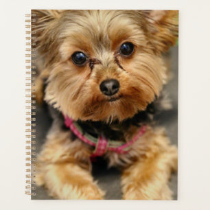 Agenda Adorable