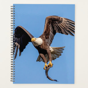 Agenda Águila Calva 2024