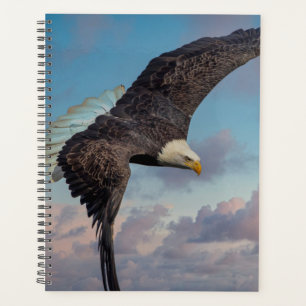 Agenda Águila Calva 2024