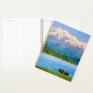 Agenda Alce macho en Wonder Lake