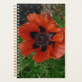 Agenda amapola oriental   