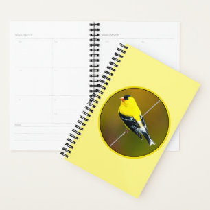 Agenda American Goldfinch - Fotografía original