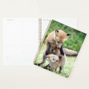 Agenda Animales de bebé más afectados   Adorable Fox Kit 