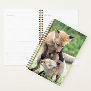 Agenda Animales de bebé más afectados   Adorable Fox Kit 